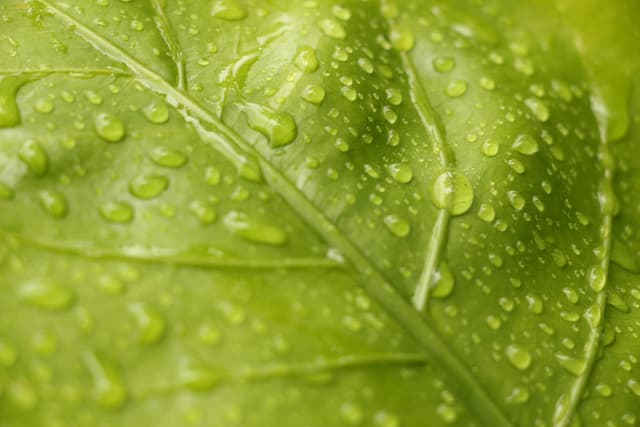 Vibrant macro shot of raindrops on a green leaf showcasing nature's freshness.