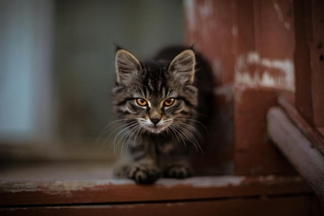 Adorable tabby kitten with striking eyes sitting on a wooden porch, perfect for pet lovers.