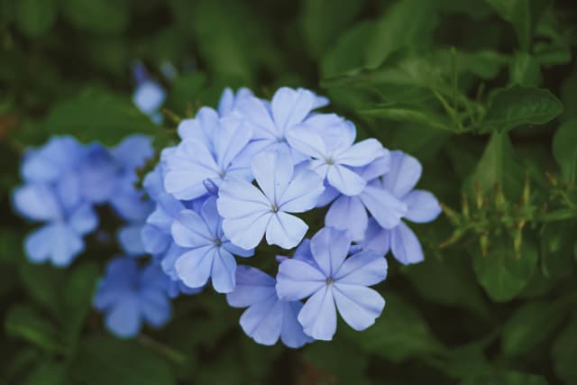 Vibrant blue plumbago flowers surrounded by lush green leaves in Bacoor, Philippines.