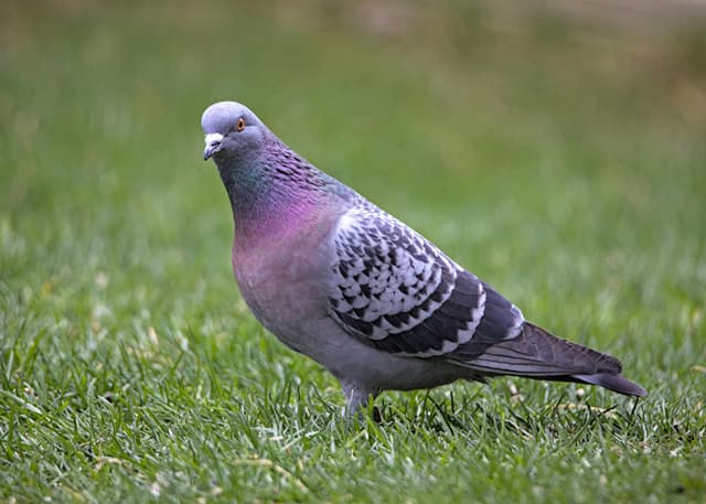 Detailed image of a pigeon standing on green grass in Barrie, Ontario, Canada.