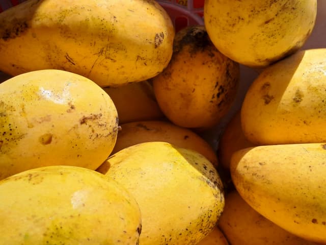 Close-up of ripe yellow mangoes displaying vibrant colors and textures, outdoors in the Philippines.
