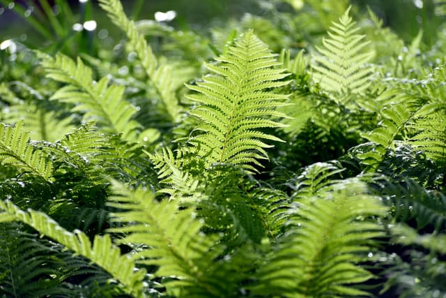 Vibrant fern fronds basking in sunlight, showcasing the lush greenery of Yanaizu, Fukushima, Japan.