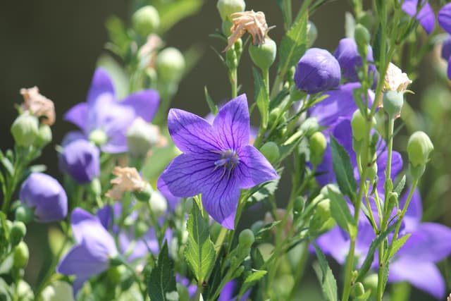 Close-up of vibrant purple balloon flowers blooming in bright sunlight, showcasing nature's beauty.