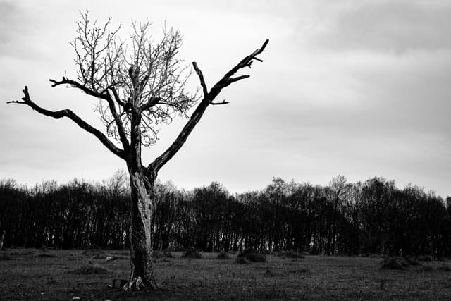 A striking black and white photo of a solitary tree against a forest backdrop in Bolu, Türkiye.