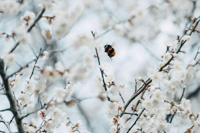 Close-up of a bumblebee on sakura blossoms in spring, showcasing nature's beauty and pollination.
