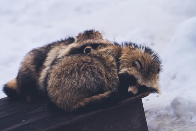 Two adorable red pandas snuggle in the snow in Asahikawa, capturing a calm winter scene.