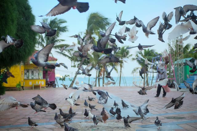 Capturing the magical moment when pigeons take flight together