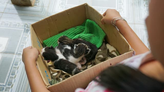 Adorable kittens resting in a box, handled gently by a child, creating a warm and playful scene.