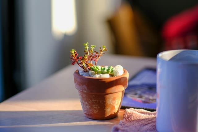A serene still life of a succulent in a terracotta pot, capturing the essence of minimalist decor.