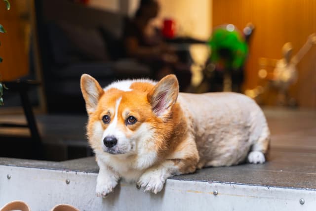 Free stock photo of cute dogs, district 1, dogs