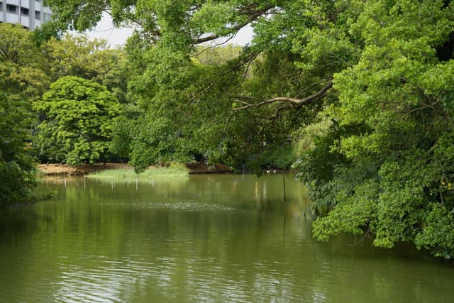 Peaceful pond surrounded by lush greenery in Hsinchu City, Taiwan, capturing the essence of nature.